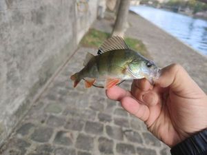 European Perch