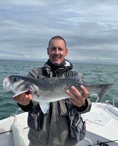 European Bass (Seabass)
