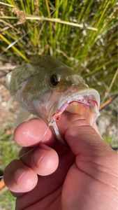 Largemouth Bass