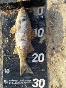 European Bass (Seabass)