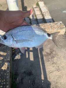Saddled Seabream