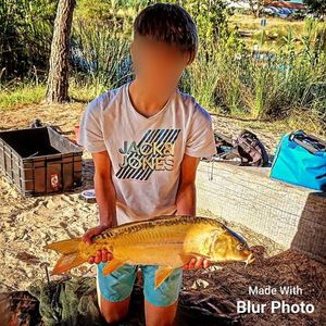 Mirror Carp