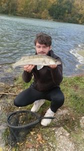 Zander