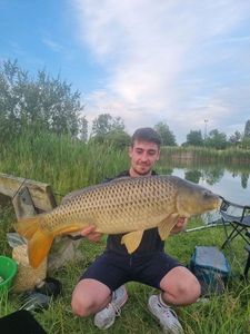 Common Carp