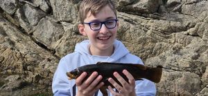 Ballan Wrasse