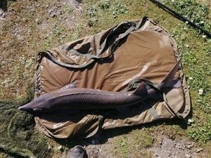 Danube Sturgeon