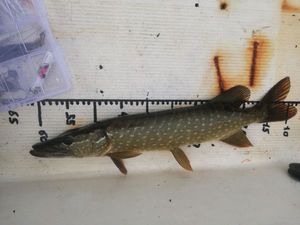 Northern Pike