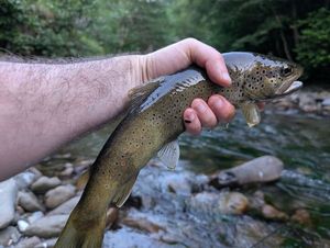 Brown Trout