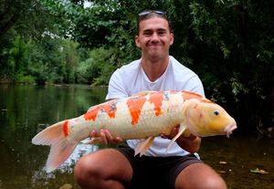 Koï Fish