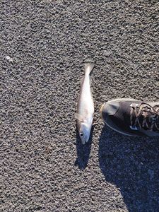 Whiting
