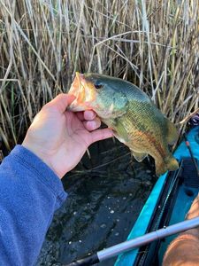 Largemouth Bass