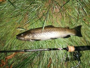 Brown Trout