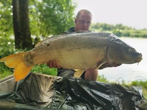 Mirror Carp