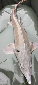 Sturgeon