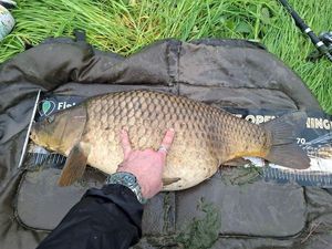Common Carp
