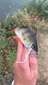 European Perch