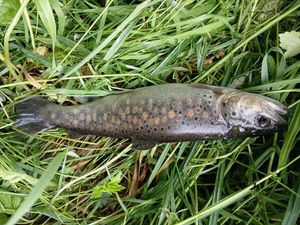 Brown Trout