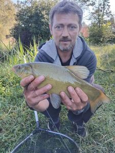 Tench