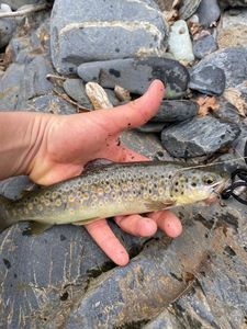 Brown Trout