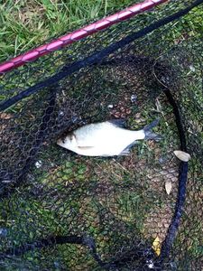 Common Bream