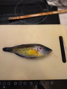 Axillary Wrasse
