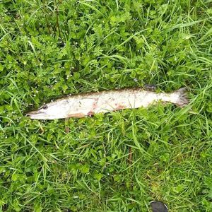Northern Pike