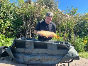 Common Carp