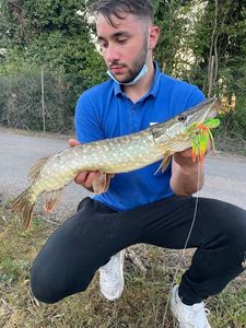 Northern Pike