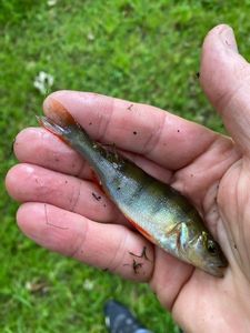 European Perch