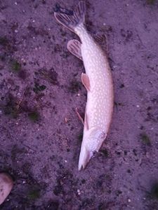Northern Pike