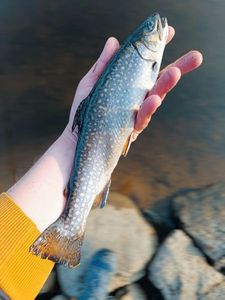 Brook Trout