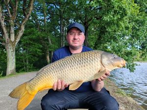 Common Carp