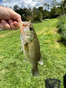 Largemouth Bass