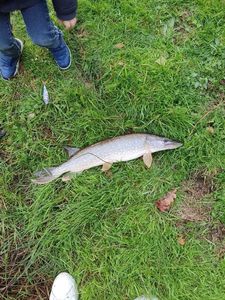 Northern Pike