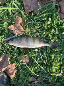 European Perch