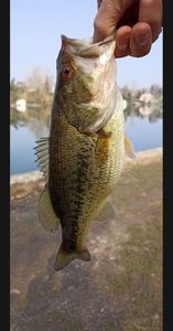 Largemouth Bass