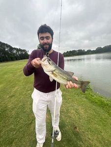Largemouth Bass