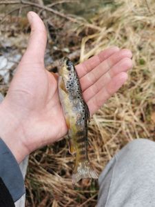 Brown Trout