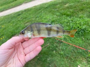 European Perch