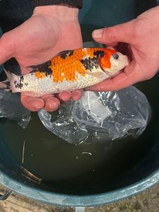 Koï Fish