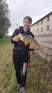 European Perch