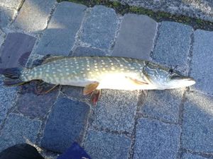 Northern Pike