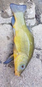Tench