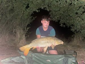 Common Carp