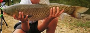 Grass Carp