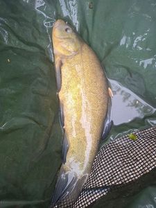 Tench