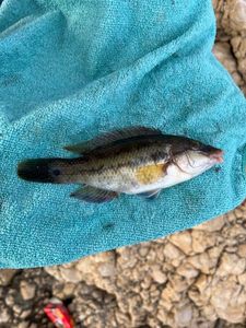 Axillary Wrasse