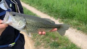 Smallmouth Bass