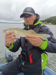 Zander