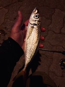 Mediterranean Horse Mackerel